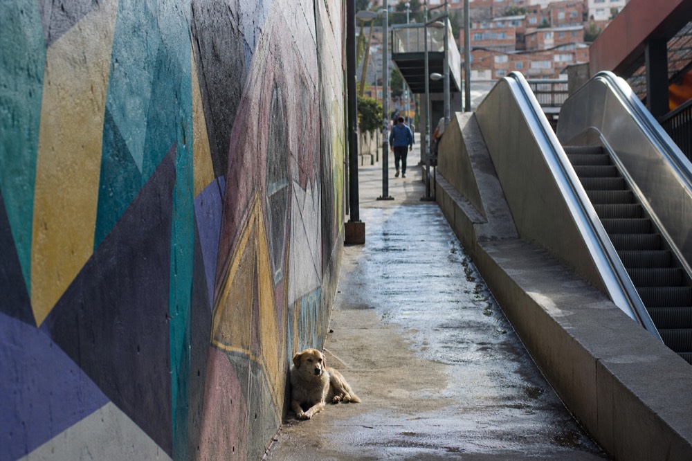 Narrow walkway beside an escalator flight where a small dog lies in a patch of shade against a wall of bright abstract painting